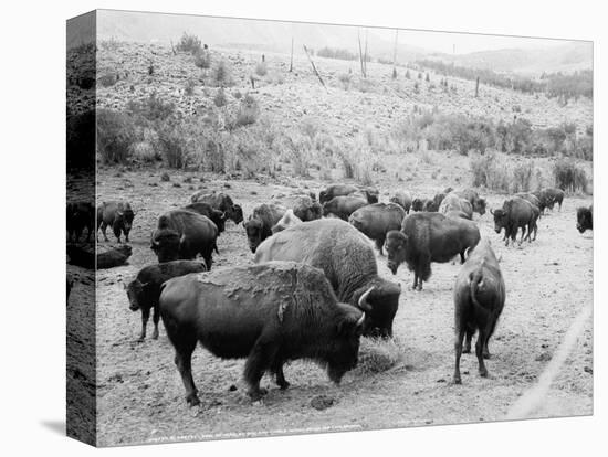 Roosevelt, king of herd, at bay, and Carrie Nation, dehorned, c.1907-Detroit Publishing Co.-Stretched Canvas