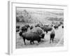 Roosevelt, king of herd, at bay, and Carrie Nation, dehorned, c.1907-Detroit Publishing Co.-Framed Photographic Print