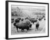 Roosevelt, king of herd, at bay, and Carrie Nation, dehorned, c.1907-Detroit Publishing Co.-Framed Photographic Print