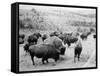 Roosevelt, king of herd, at bay, and Carrie Nation, dehorned, c.1907-Detroit Publishing Co.-Framed Stretched Canvas
