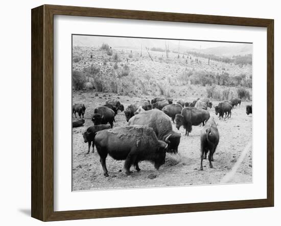 Roosevelt, king of herd, at bay, and Carrie Nation, dehorned, c.1907-Detroit Publishing Co.-Framed Photographic Print