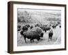 Roosevelt, king of herd, at bay, and Carrie Nation, dehorned, c.1907-Detroit Publishing Co.-Framed Photographic Print