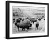 Roosevelt, king of herd, at bay, and Carrie Nation, dehorned, c.1907-Detroit Publishing Co.-Framed Photographic Print