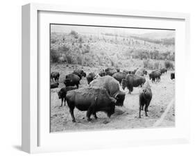 Roosevelt, king of herd, at bay, and Carrie Nation, dehorned, c.1907-Detroit Publishing Co.-Framed Photographic Print