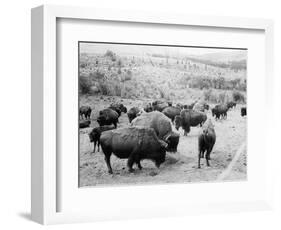 Roosevelt, king of herd, at bay, and Carrie Nation, dehorned, c.1907-Detroit Publishing Co.-Framed Photographic Print