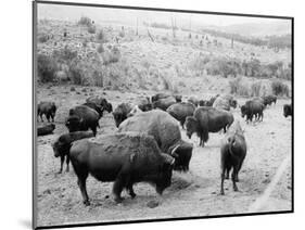 Roosevelt, king of herd, at bay, and Carrie Nation, dehorned, c.1907-Detroit Publishing Co.-Mounted Photographic Print