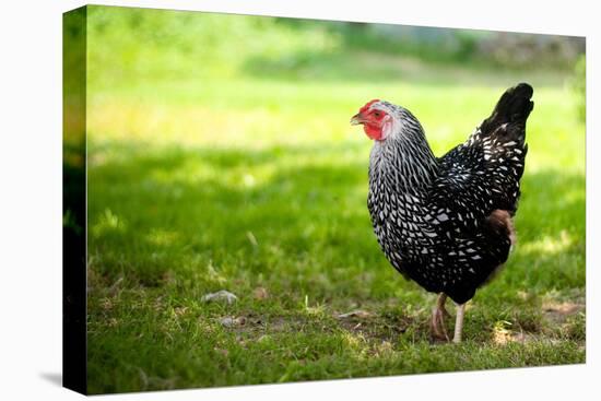 Rooster 1 Photo Art Print Poster-null-Stretched Canvas