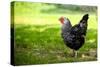 Rooster 1 Photo Art Print Poster-null-Stretched Canvas