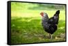 Rooster 1 Photo Art Print Poster-null-Framed Stretched Canvas