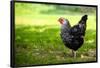 Rooster 1 Photo Art Print Poster-null-Framed Poster