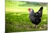 Rooster 1 Photo Art Print Poster-null-Mounted Poster