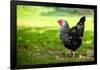 Rooster 1 Photo Art Print Poster-null-Framed Poster