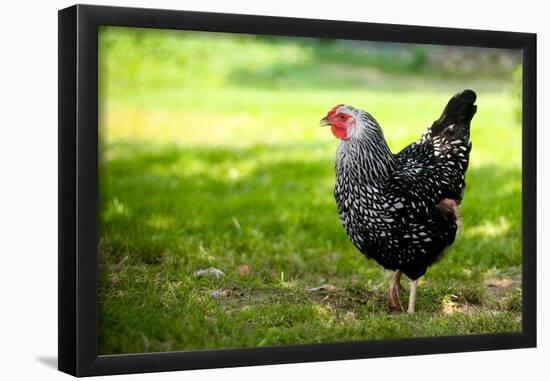 Rooster 1 Photo Art Print Poster-null-Framed Poster