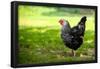 Rooster 1 Photo Art Print Poster-null-Framed Poster