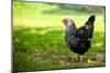 Rooster 1 Photo Art Print Poster-null-Mounted Poster