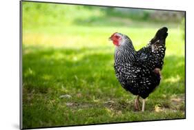 Rooster 1 Photo Art Print Poster-null-Mounted Poster