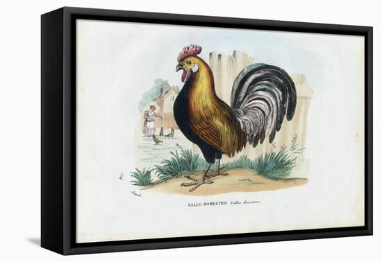 Rooster, 1863-79-Raimundo Petraroja-Framed Stretched Canvas