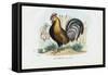 Rooster, 1863-79-Raimundo Petraroja-Framed Stretched Canvas