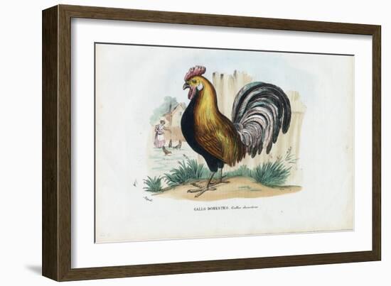 Rooster, 1863-79-Raimundo Petraroja-Framed Giclee Print