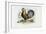 Rooster, 1863-79-Raimundo Petraroja-Framed Giclee Print