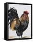 Rooster 1-Renee Gould-Framed Stretched Canvas