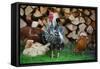 Rooster 2 Photo Art Print Poster-null-Framed Stretched Canvas