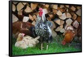 Rooster 2 Photo Art Print Poster-null-Framed Poster