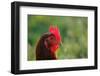 Rooster, 2012,-Anthony Butera-Framed Photographic Print