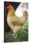 Rooster 3 Photo Art Print Poster-null-Stretched Canvas