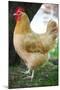Rooster 3 Photo Art Print Poster-null-Mounted Poster