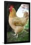 Rooster 3 Photo Art Print Poster-null-Framed Poster