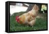 Rooster 4 Photo Art Print Poster-null-Framed Stretched Canvas