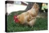 Rooster 4 Photo Art Print Poster-null-Stretched Canvas