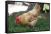 Rooster 4 Photo Art Print Poster-null-Framed Stretched Canvas