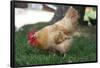 Rooster 4 Photo Art Print Poster-null-Framed Poster