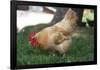 Rooster 4 Photo Art Print Poster-null-Framed Poster