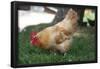 Rooster 4 Photo Art Print Poster-null-Framed Poster