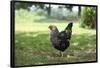 Rooster 5 Photo Art Print Poster-null-Framed Poster