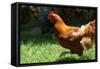 Rooster 6 Photo Art Print Poster-null-Framed Stretched Canvas