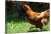 Rooster 6 Photo Art Print Poster-null-Stretched Canvas