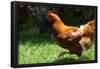 Rooster 6 Photo Art Print Poster-null-Framed Poster