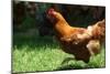 Rooster 6 Photo Art Print Poster-null-Mounted Poster