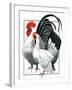 Rooster and Chicken-C.R. Patterson-Framed Giclee Print