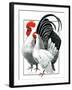 Rooster and Chicken-C.R. Patterson-Framed Giclee Print