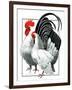 Rooster and Chicken-C.R. Patterson-Framed Giclee Print