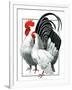 Rooster and Chicken-C.R. Patterson-Framed Giclee Print