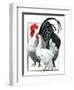 Rooster and Chicken-C.R. Patterson-Framed Premium Giclee Print