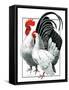 Rooster and Chicken-C.R. Patterson-Framed Stretched Canvas