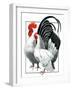 Rooster and Chicken-C.R. Patterson-Framed Giclee Print