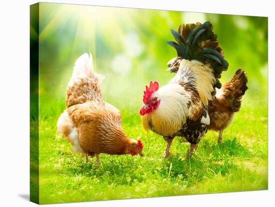 Rooster and Chickens. Free Range Cock and Hens-Subbotina Anna-Stretched Canvas